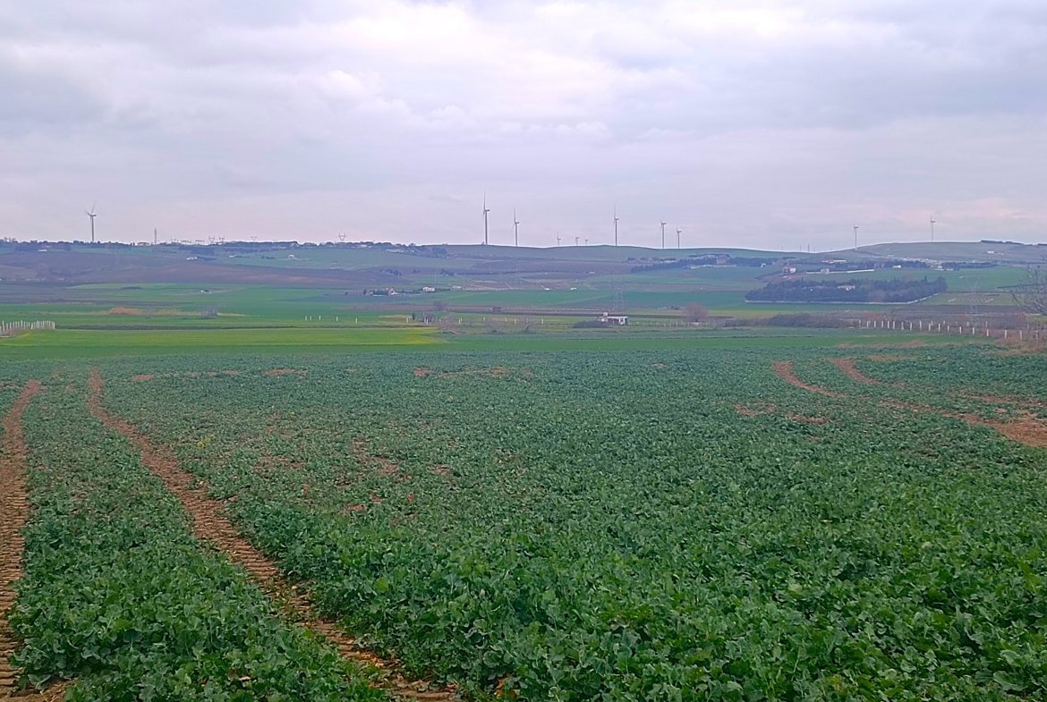 Silivri İlçesi Fenerköy Mahallesi Merkeze Yakın Yatırımlık Satılık Tarla