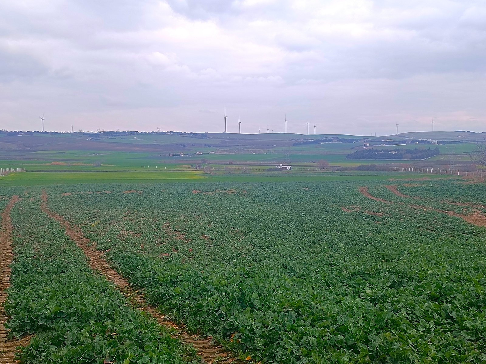 ARSA-4 Silivri İlçesi Fenerköy Mahallesi Merkeze Yakın Yatırımlık Satılık Tarla